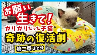 [Kitten's obsession] Live desperately! I have summarized the growth from a thin kitten.  No.68
