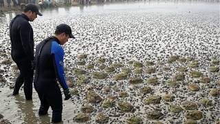 Famous Australia Released Ants to Destroy Millions of Cane Toads… Scientists Were SHOCKED Wealth