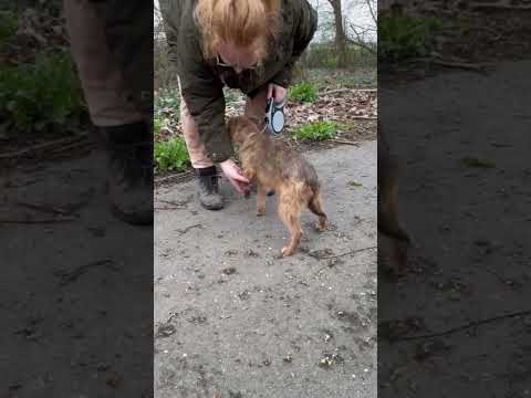 Berta ❤️#adoptme #tierschutz #adoptstrays #adoptdontshop #dog #shelter #