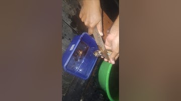 THIS IS HOW TO OPEN SHELLS