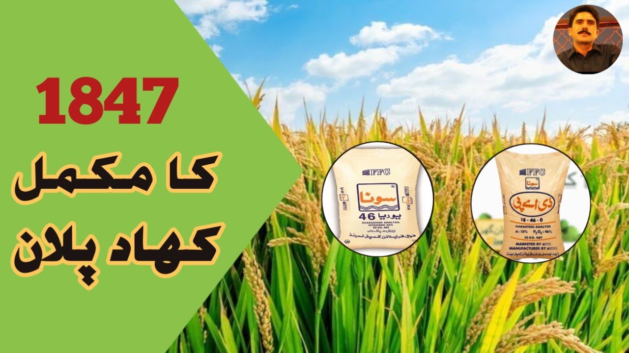 1847 کا مکمل کھاد پلان || Complete fertilizer plan for 1847 Rice - YouTube