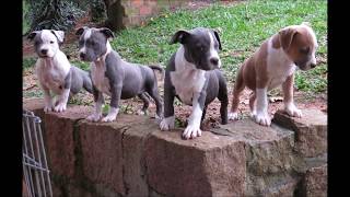 Filhotes de American Staffordshire Terrier - New Kraftfeld