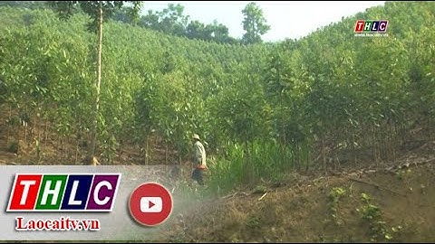 Các trường hợp thu hồi đất rừng sản xuất| THLC