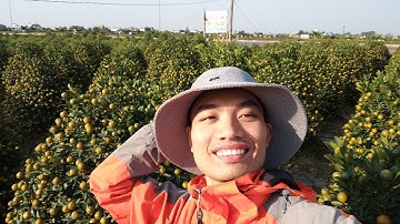 Đi Xem Quất Tết Ở Vườn Quất Tết Nam Phong