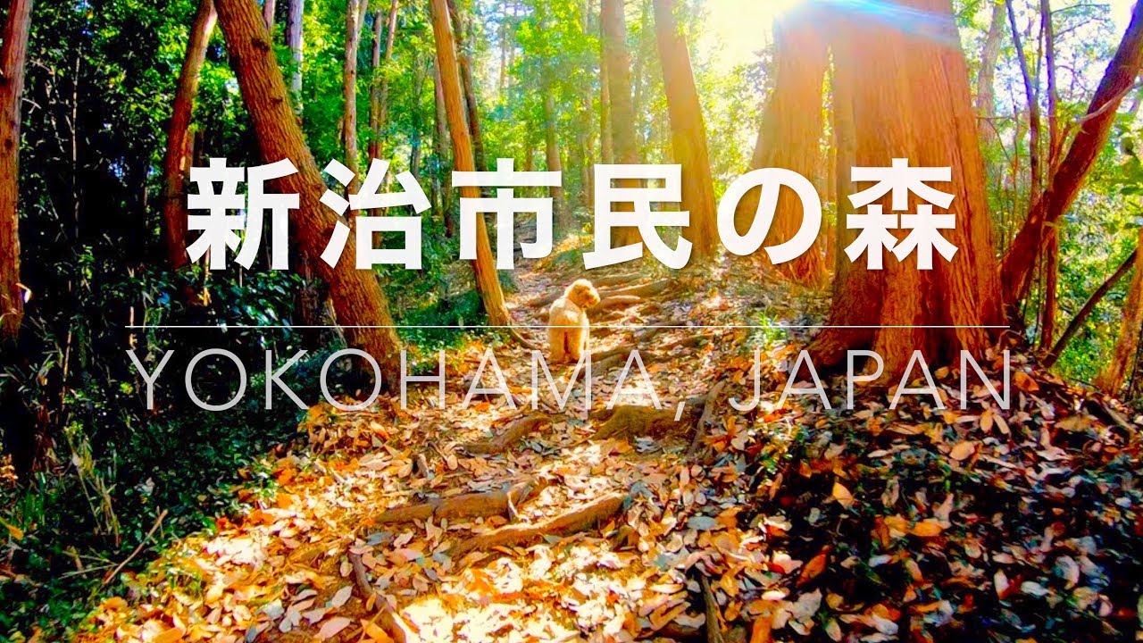 Niiharu-shimin no Mori, Japan 新治市民の森｜Latte ラテ - a dog's story in 4K