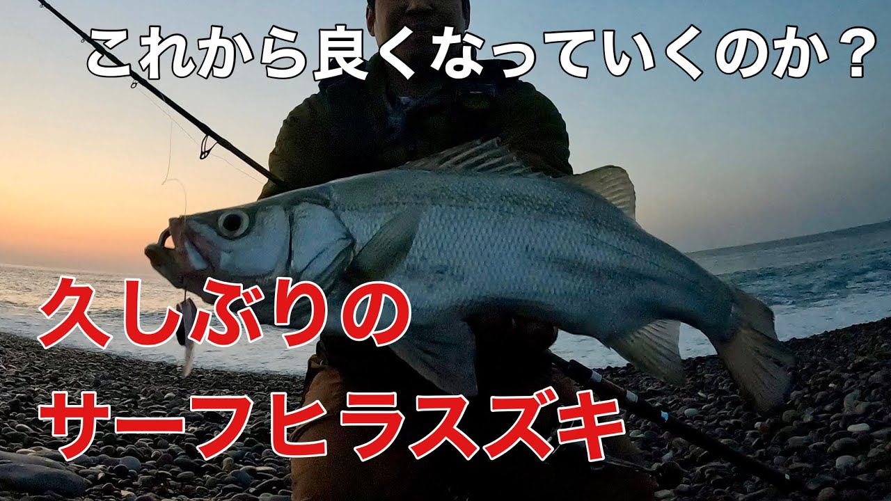 七里御浜でヒラスズキ - YouTube