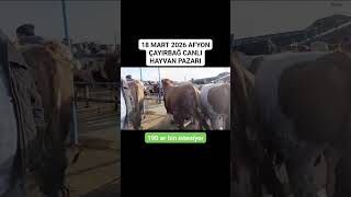 190 Ar Bin Istenen Boğalık Simentel Düveler Danalar 👍