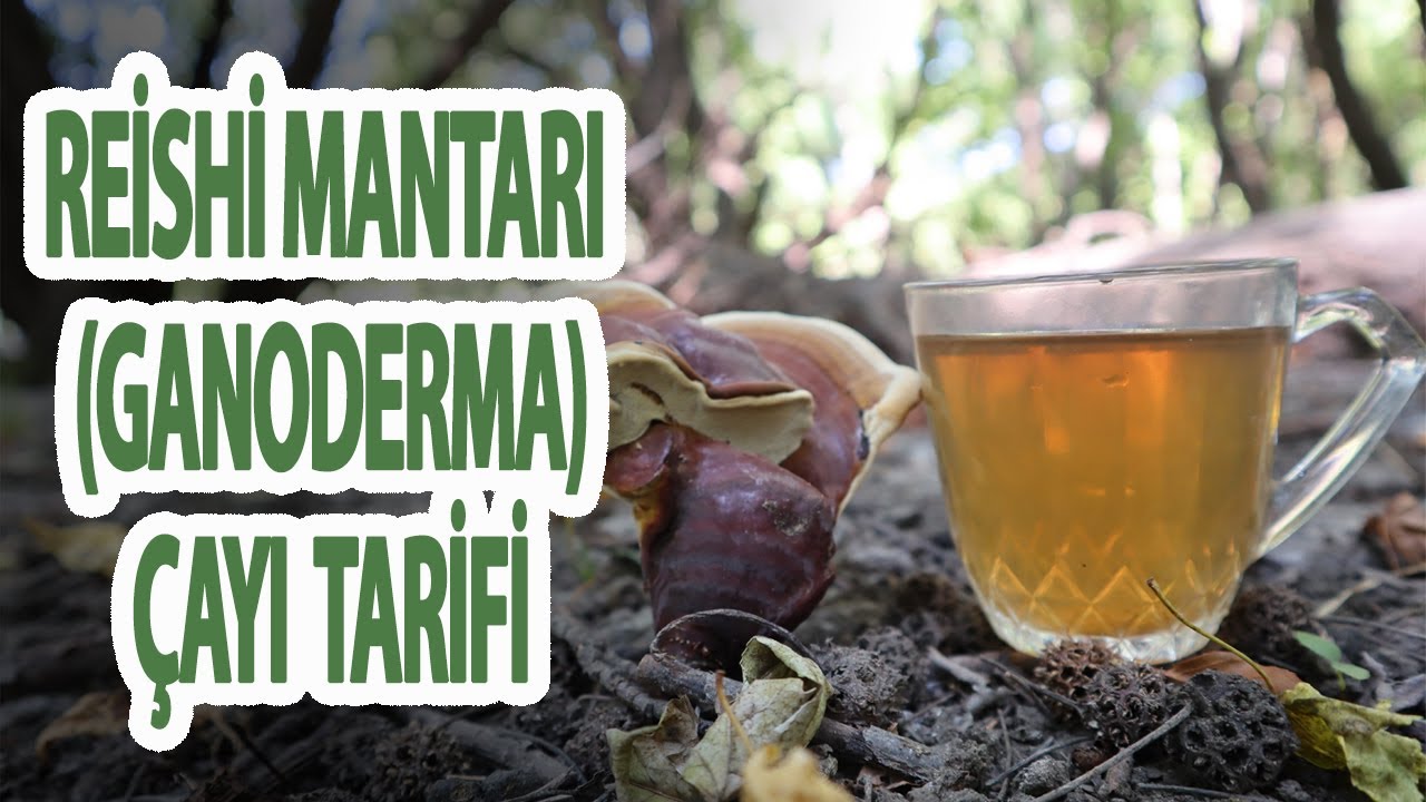 Reishi (Ganoderma) Mantarı Çayı Tarifi | Latmos Mutfak - Yemek Tarifleri -  YouTube