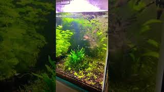 Artemia Saldırı Lepistes Akvaryumu