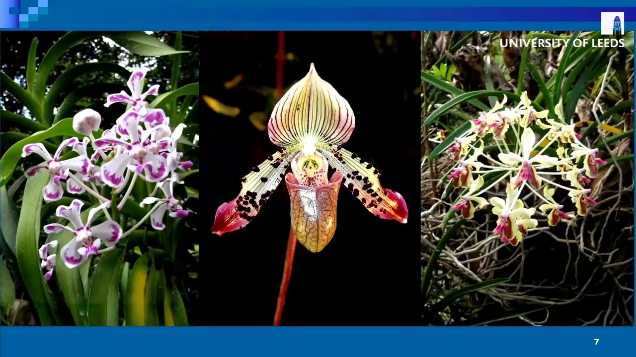 CELCE event, "Folkbiology in Endangered Languages: The Cultural Classification of Living Kinds"