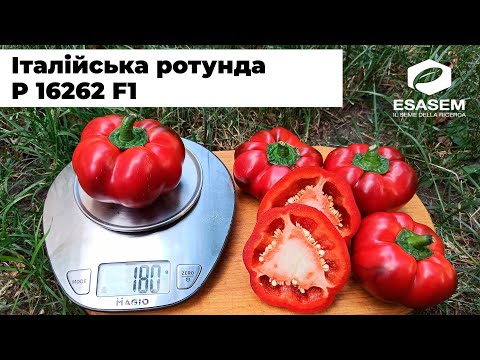 РОТУНДА від ESASEM. Огляд солодкого перцю в полі. М'ясистий та смачний! P 16262 F1