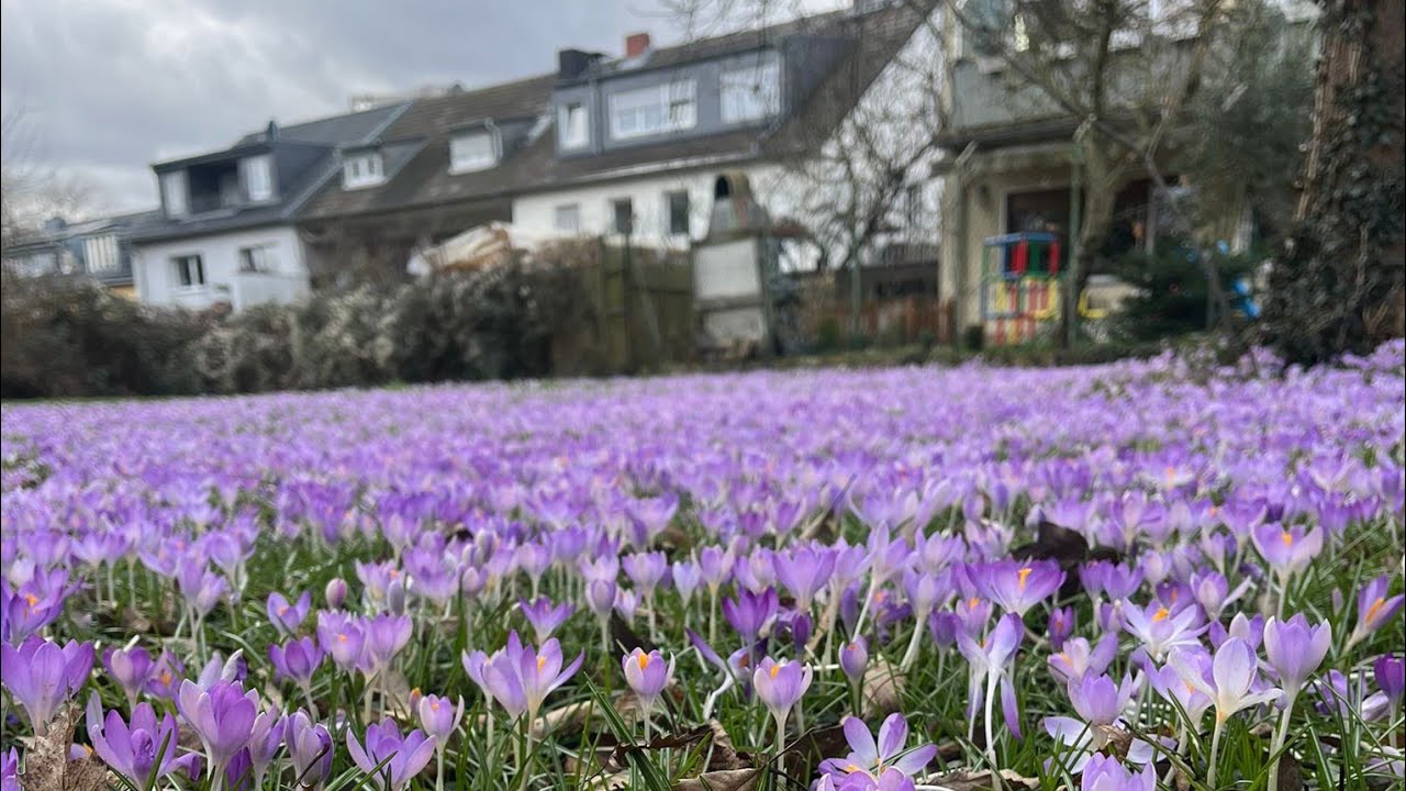 С 21 по 25.02.26 стрижка Филюши, была у врача и много цветов. 