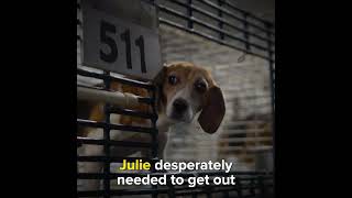 This is the blind beagle who inspired a movement.
This is the blind beagle who inspired a movement.
Now this vile place is finally getting shut down. Public pressure works!
But we have to get EVERY DOG out.
#FreeTheDogs #Ridglan #RightToRescue
-
The Simple Heart on Substack - Subscribe to Wayne Hsiungs newsletter to learn more about the #RightToRescue at https://simpleheart.org!
- This is the blind beagle who inspired a movement.