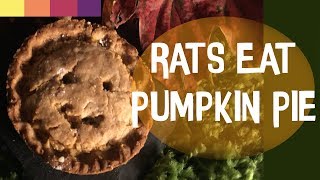 Rats Eating Pumpkin Pie | VanillaHamHam Recipe