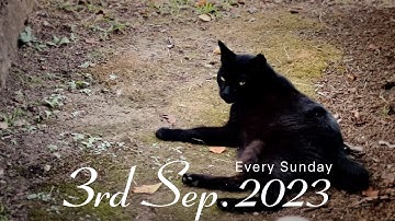 予告#018「ノラや Lost Cats Season3」 2023年9月3日18:00配信スタート!!