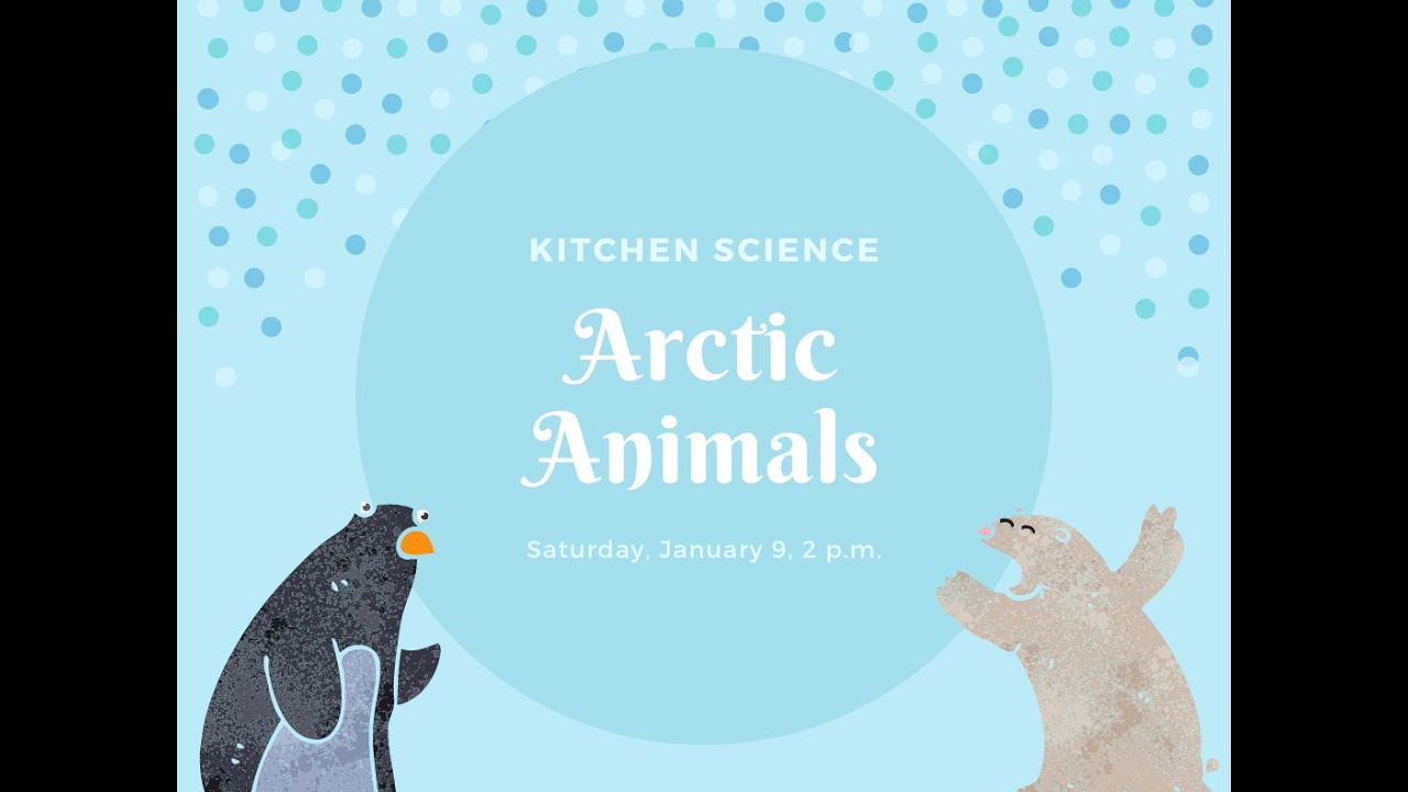 Kitchen Science - Arctic Animals