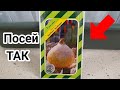 ЛУК ЭКСИБИШЕН РАСТЕТ В 2 РАЗА БОЛЬШЕ ПРИ ТАКОМ ПОСЕВЕ.