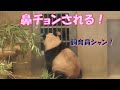 1/18【午後編】シャンシャン鼻チョンされて可愛い！「隣の部屋に行って」の指示もちゃんと理解してる！上野動物園【パンダ生活チャンネル】