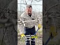 Pruning Secrets: Master Your Plants with 2-Bud Cuts #shorts