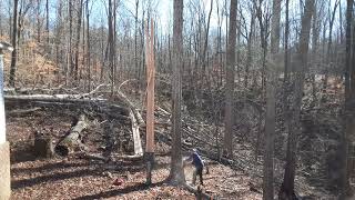 Two More Monster Trees – The Twin Towers – Down Today - Thanks Chris!