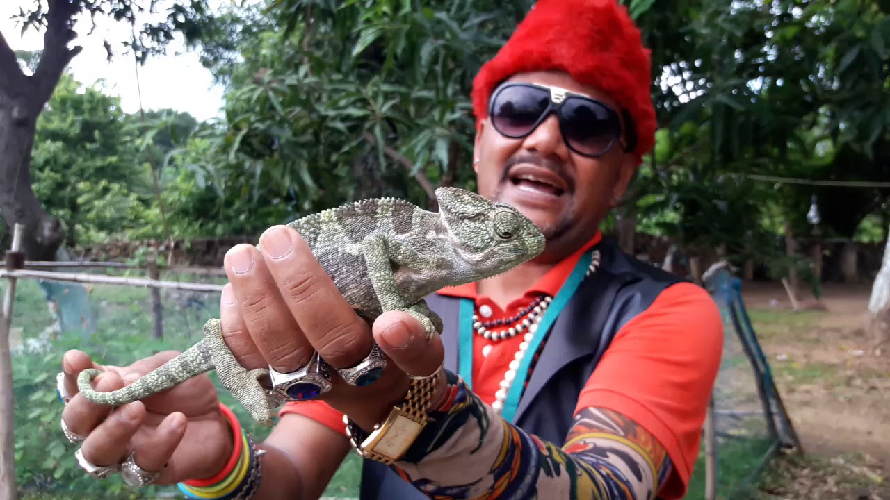Chameleon lizard बहु रूपी snake rescue team Panchet dam (N G O)