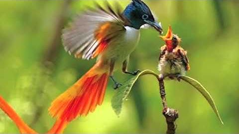 القارئ سعيد باعامر فجرية ٣ ربيع الأول ١٤٣٧هـ