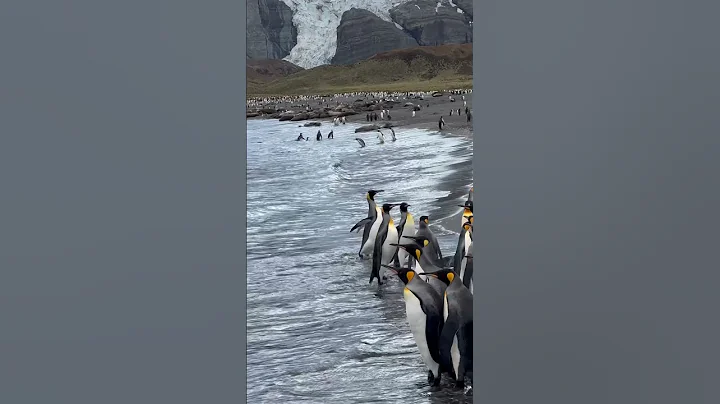 Kindom of Penguins #southgeorgia #antarctica #kingpenguin #bird #nature #penguin