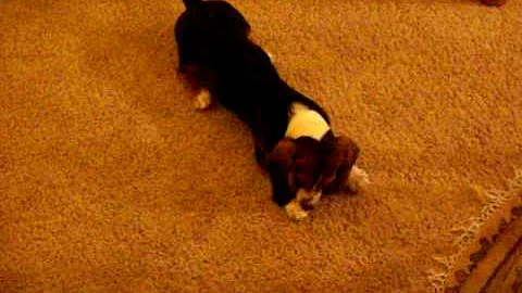Charlie going crazy around the apartment