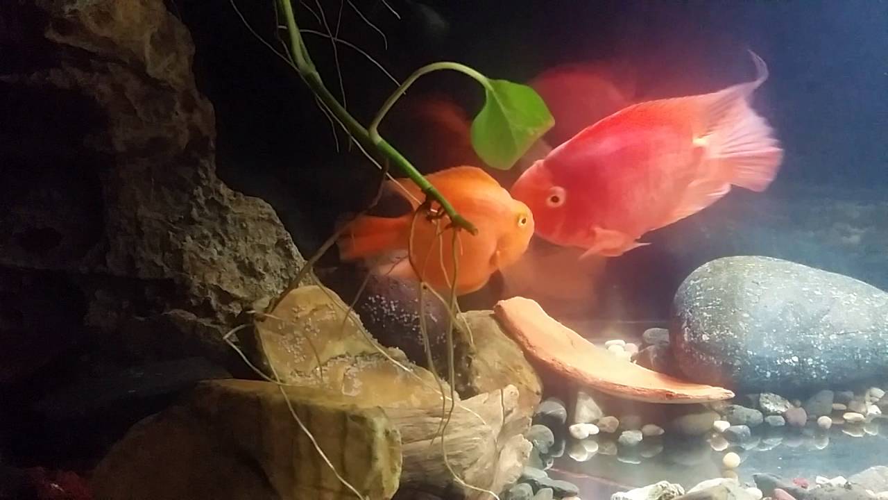 My pair of red blood parrot breeding YouTube