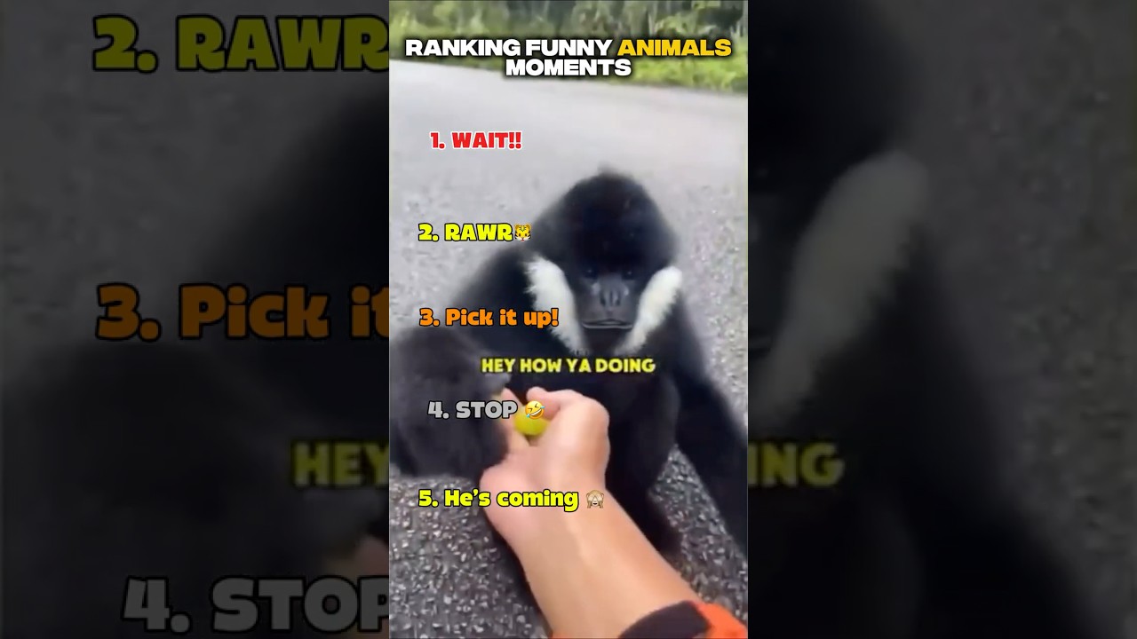 Top 5 Funniest Animal Moments RANKED 😂 (Wait for #1)