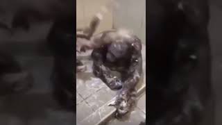 2 apes bathing is the best thing If ever seen😂😂 #animals #funny #shorts