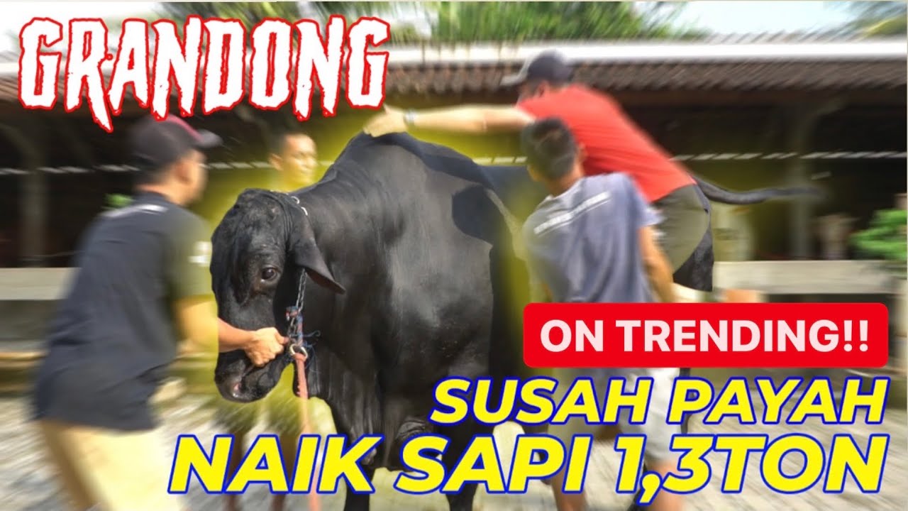 PERTAMA KALI LIAT SAPI SEGEDE GINI, DINAIKIN DIEM AJA KAYA POHON..