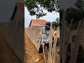 비싼 울타리 대신 자연 작물을 심는 이유 thumbnail