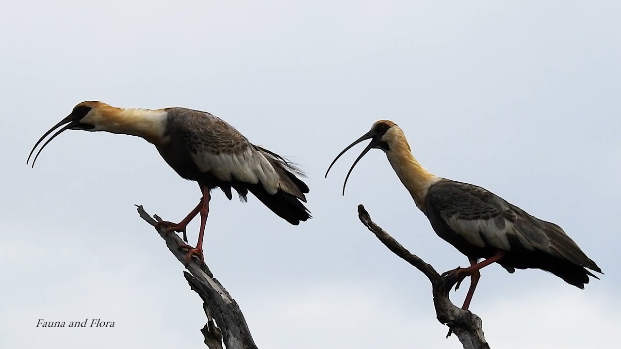 Sounds Buff-necked Ibis, Theristicus caudatus vocalizing, Nature
