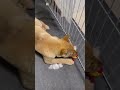 『ぷくチャンネル』のご紹介~6月4日に譲渡した野犬の子犬ぷく🐺🎥😊