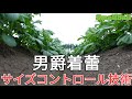 【馬鈴薯栽培】高収量を目指して少しだけ楽しよう！男爵いも
