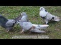 Старониколаевские и николаевские замашные голуби А. Струмило