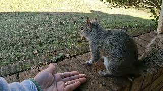 She's very gentle taking her food out of my hand 🐿️🥰 love her much.