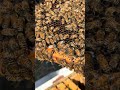 Are Bees Just "Stupid Insects"? #beekeeping #psychology #education #podcast