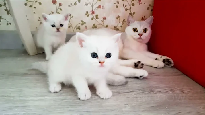 Watch the video about British chinchilla kittens, they are very cheerful and very cute!