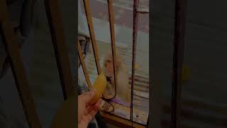 Wild, Weird and wonderful- just village things. #asmr #assam #india