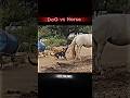 Cow And Horse Vs Dog Animals Wildlife Cow Horse Dog Shorts Viralshorts 