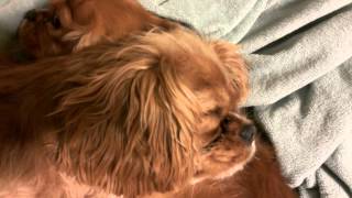 Dog Pile Two Ruby Cavalier King Charles Spaniel