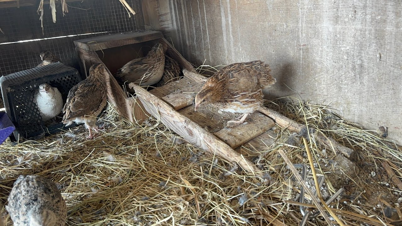 Cleaning up the animals. The weather is nice again -moving quail out. Moving chickens out.