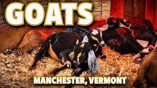 Goats | Hildene Farm | Manchester, Vermont