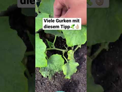 Video: Die besten Gurkensamen: Herstellerbewertungen