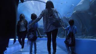 Georgia Aquarium, Dominique Wilkins, Brandi and Cody Rhodes, KultureCity Sensory Room