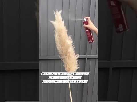 Vídeo: Poda da grama dos pampas - Aprenda a cortar a grama dos pampas