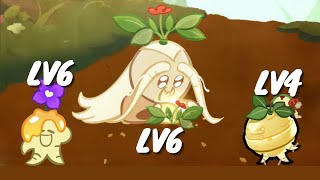 LOW SPEC DIAMOND RANK : GINSENG COOKIE [COOKIE RUN OVENBREAK]
