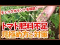 家庭菜園や農園のトマト栽培で肥料不足の見極めと対策！トマトを成功させる追肥のコツや液肥の使い方など徹底解説！/Measures against tomato fertilizer shortage!